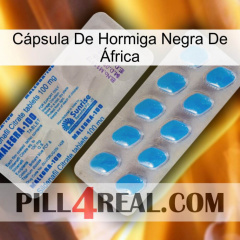 Cápsula De Hormiga Negra De África new15